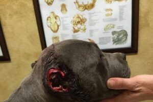 corte de orejas pitbul