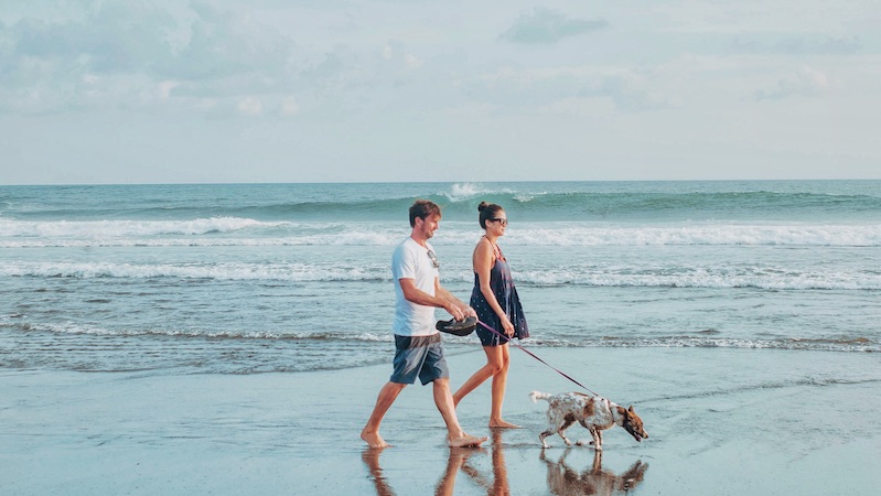 ¿Qué debes tener en cuenta si quieres ir a la playa con tu perro?