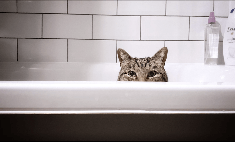 puedo bañar a mi gato puedo bañar a mi gato