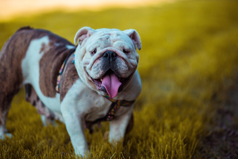 Síndrome Braquicefálico en perros y gatos
