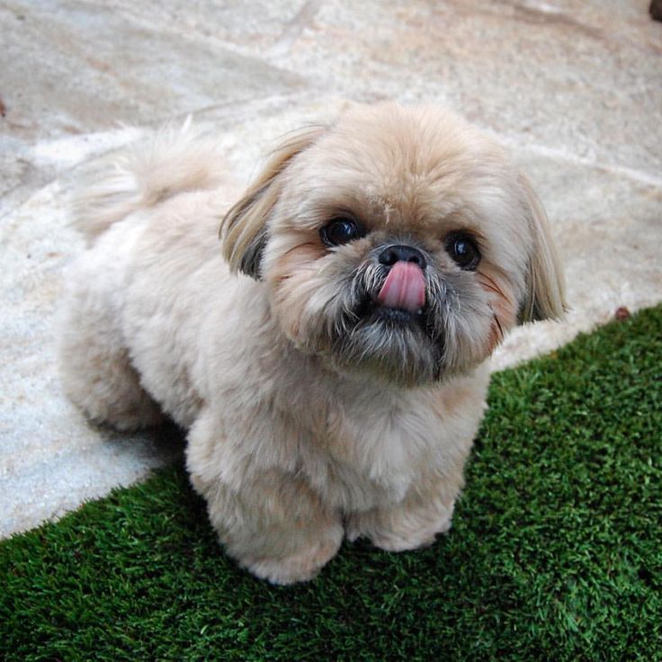 Shih tzu