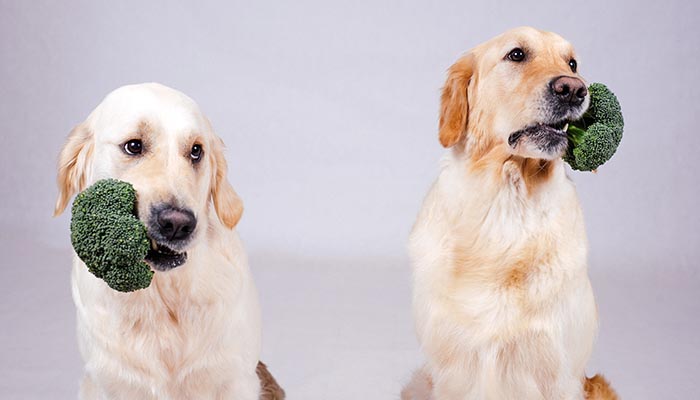 Dietas vegetarianas o veganas para Perros y Gatos