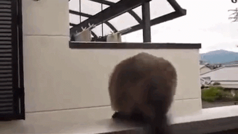 Síndrome del gato paracaidista