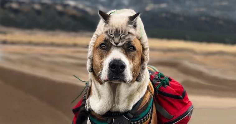 ¿Pueden convivir perros y gatos? ¿Cómo los podemos juntar?
