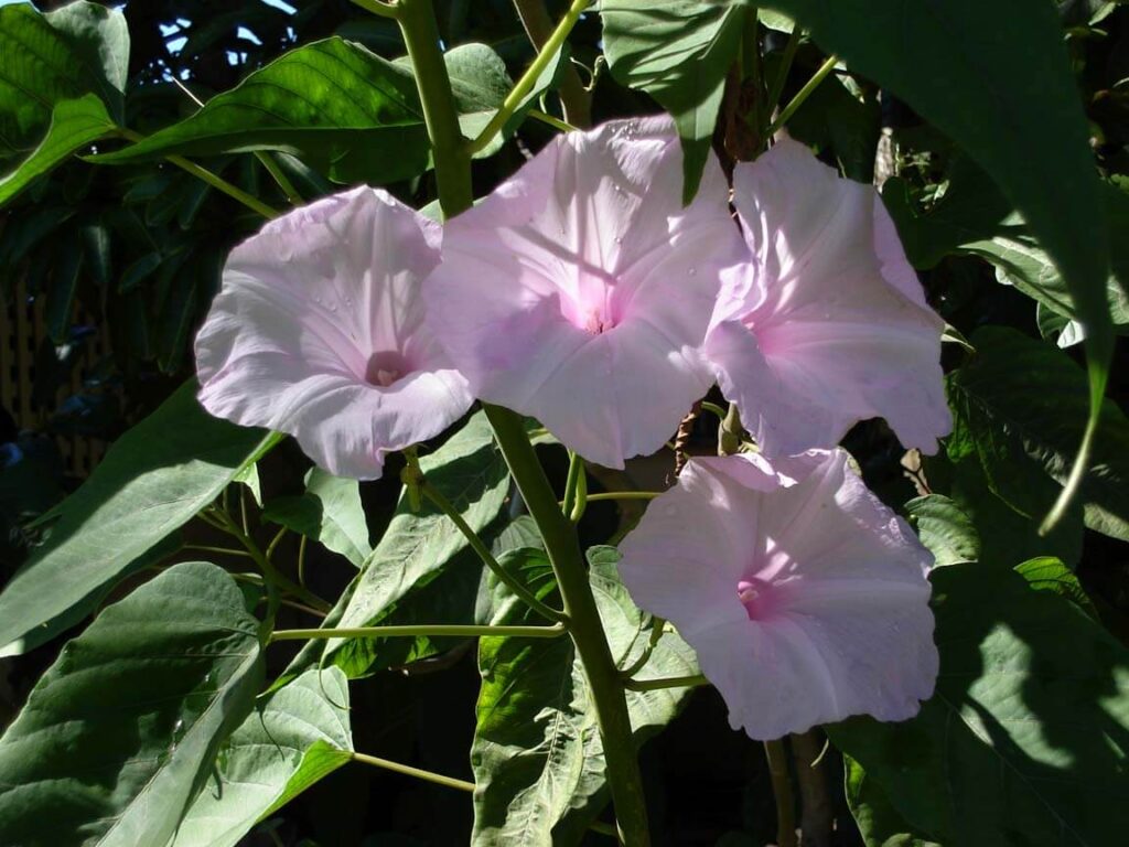 Ipomoea_carnea