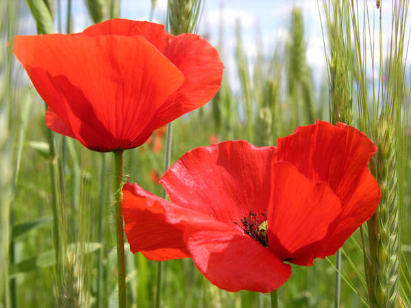 amapola