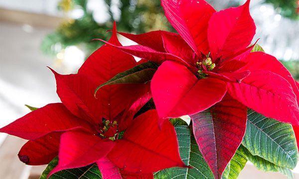 flor de pascua