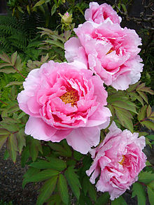 peonia