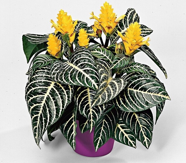 planta cebra