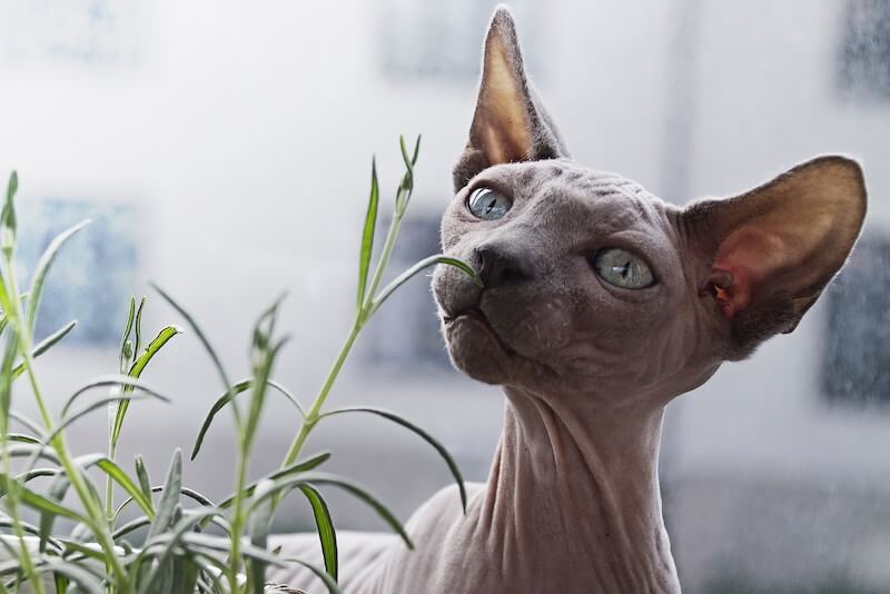 Plantas tóxicas para perros y gatos