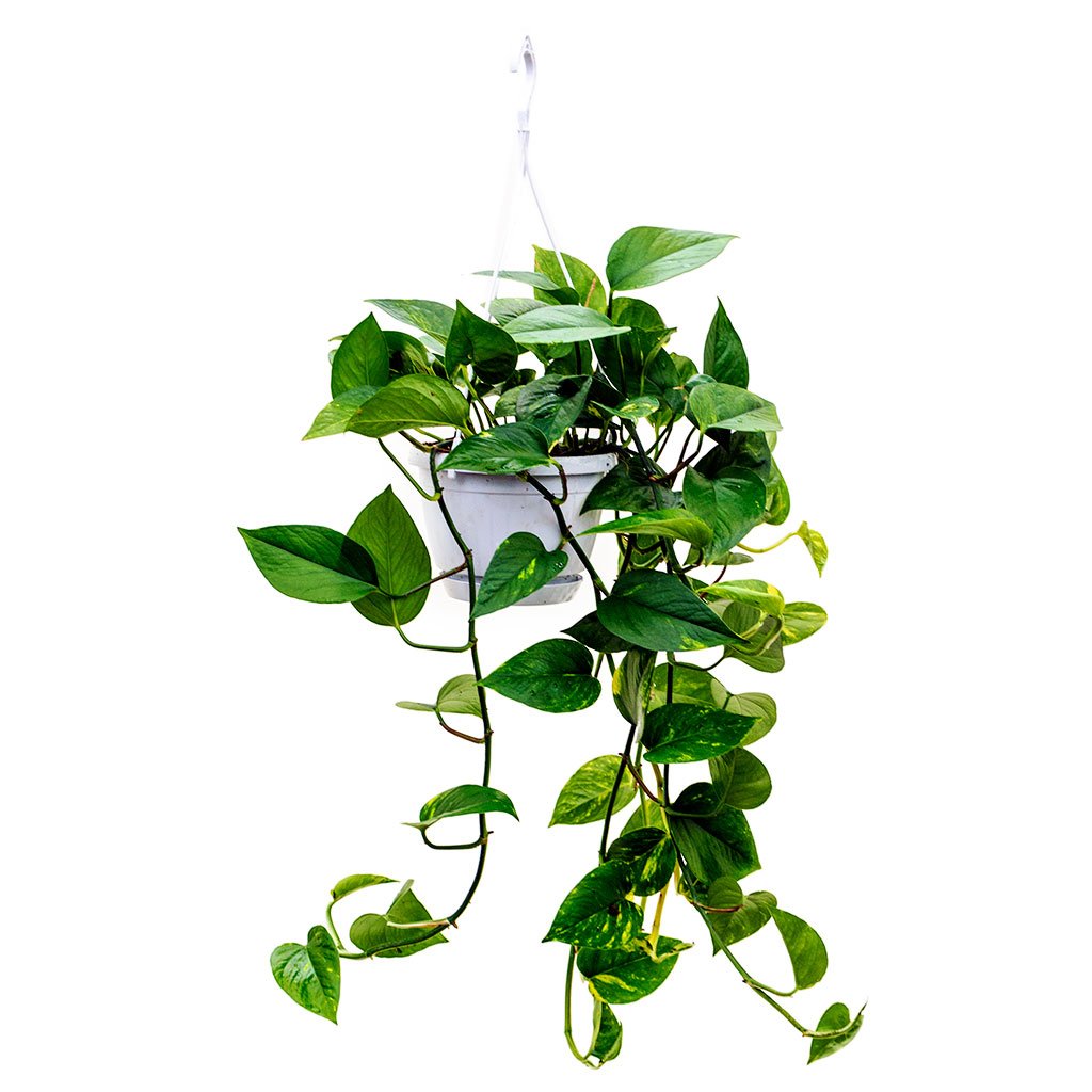 poto Epipremnum aureum