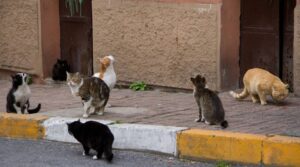 Colonias de gatos callejeros en ciudades