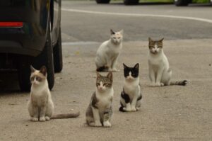 Gatos callejeros responsabilidad