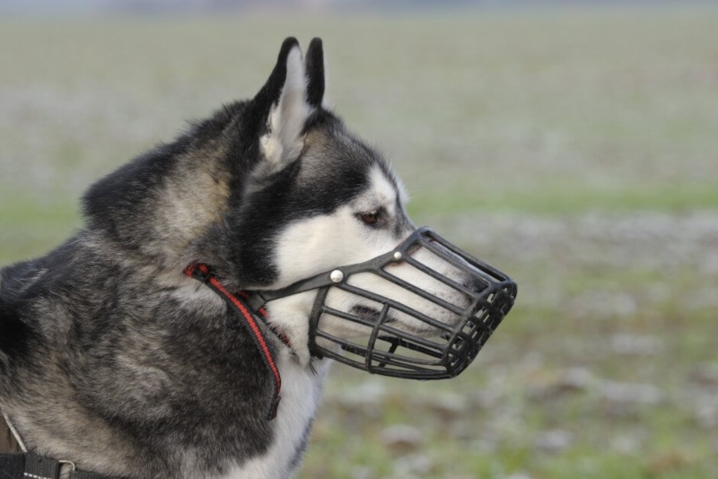 Bozales para perros. Todo lo que debes saber.