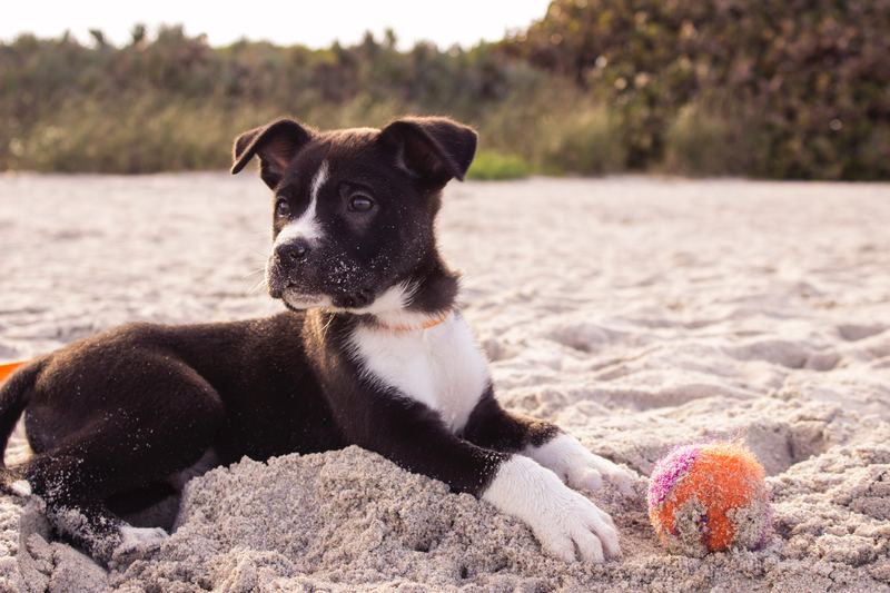 Consejos para disfrutar de la playa con nuestros perros