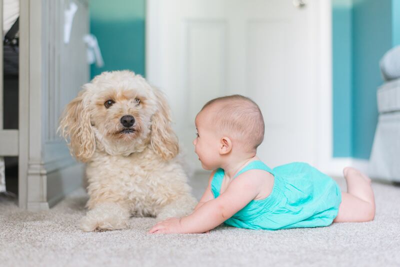 Cómo preparar a nuestro perro para la llegada de un bebé