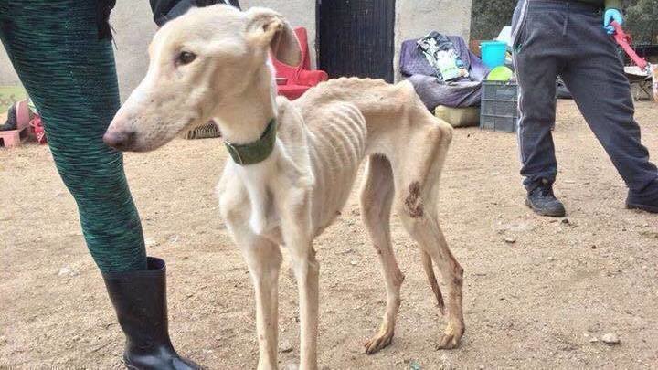 Abandono de Galgos. La triste y vergonzosa situación en España