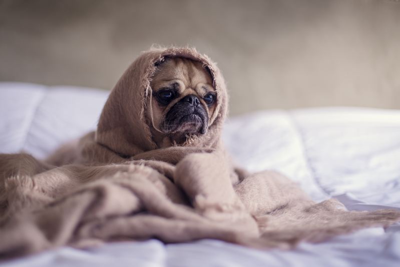 Parvovirosis canina. Una enfermedad letal para los cachorros.