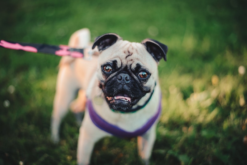 ¿Cómo ven los perros?