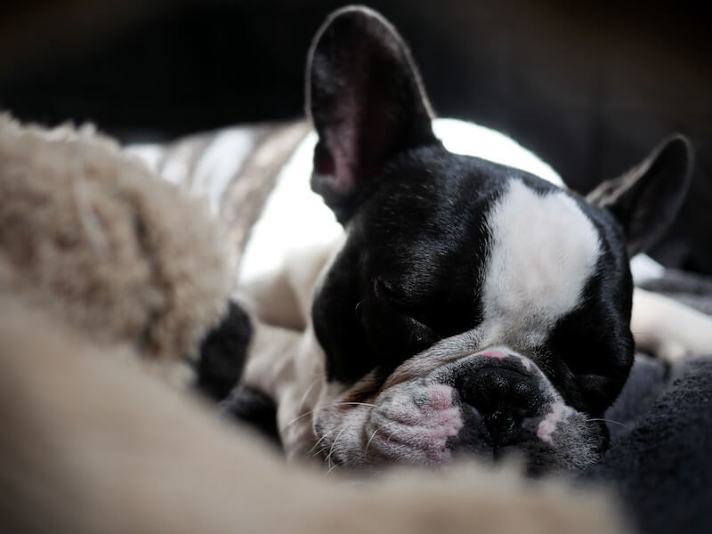 Mi perro duerme mucho