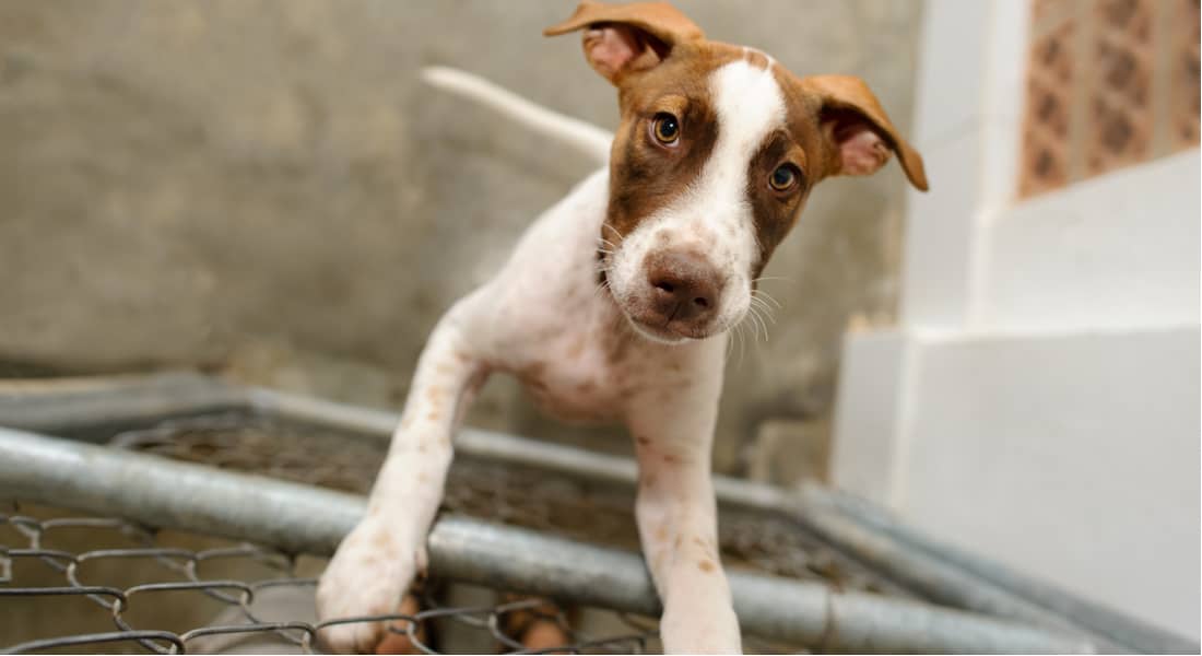 ¿Comprar o adoptar una mascota?