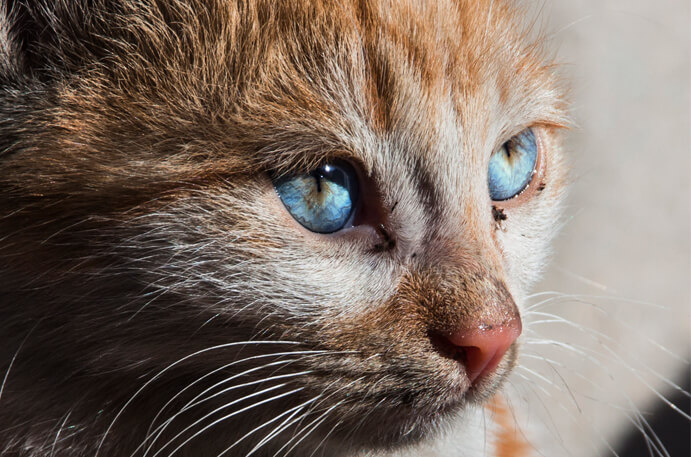 ¿Cómo ven los gatos?