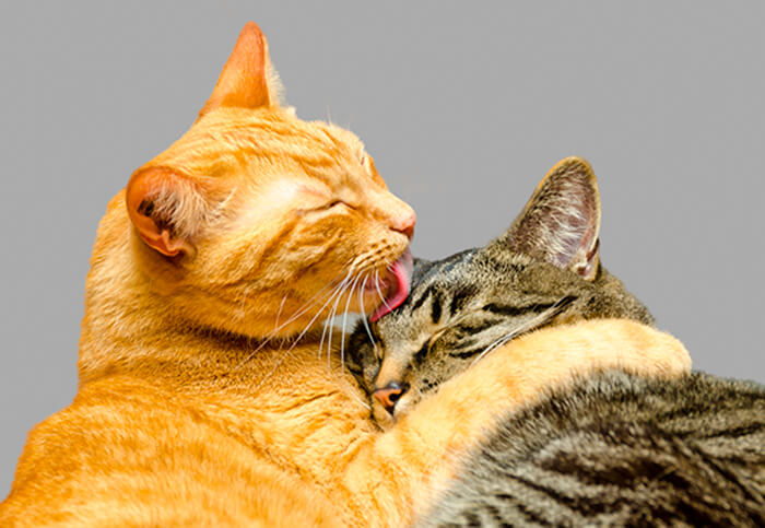 Sexualidad en gatos y esterilización