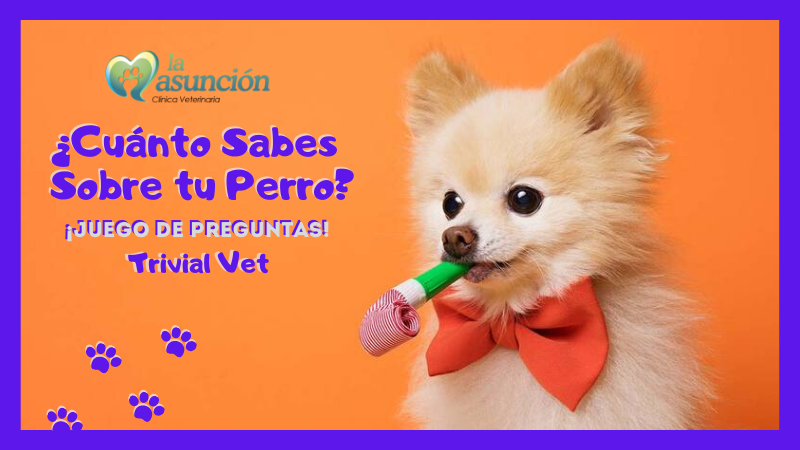 ¿Cuánto sabes sobre tu perro? – Juego de Preguntas