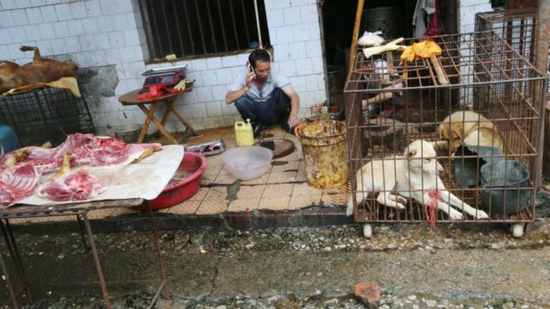 mercado humedo perro