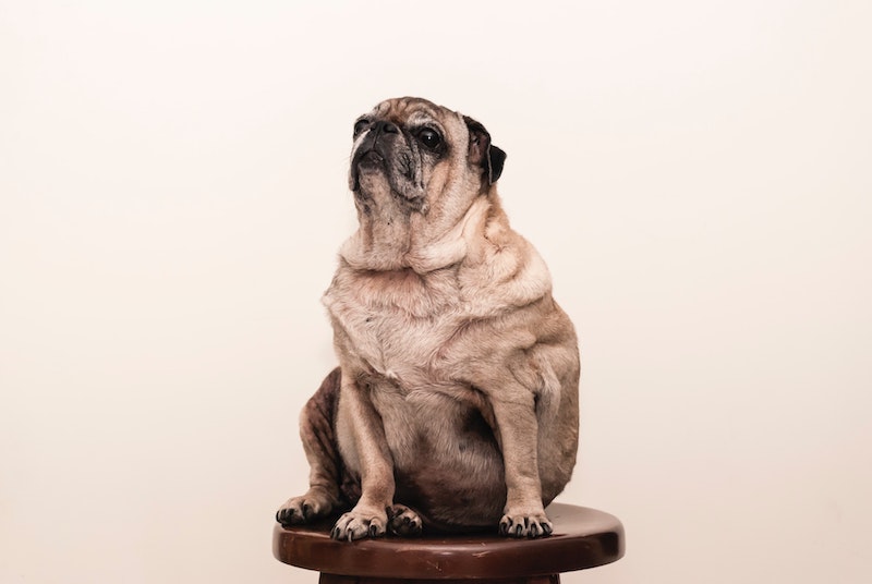 Obesidad en Perros y Gatos