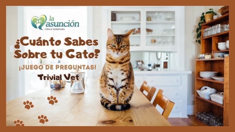 ¿Cuánto conoces de tu gato? – Juego de Preguntas