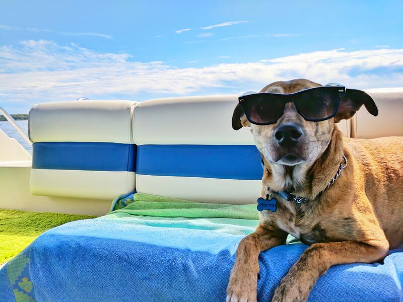 Consejos para disfrutar al máximo de nuestros perros en verano sin ningún susto