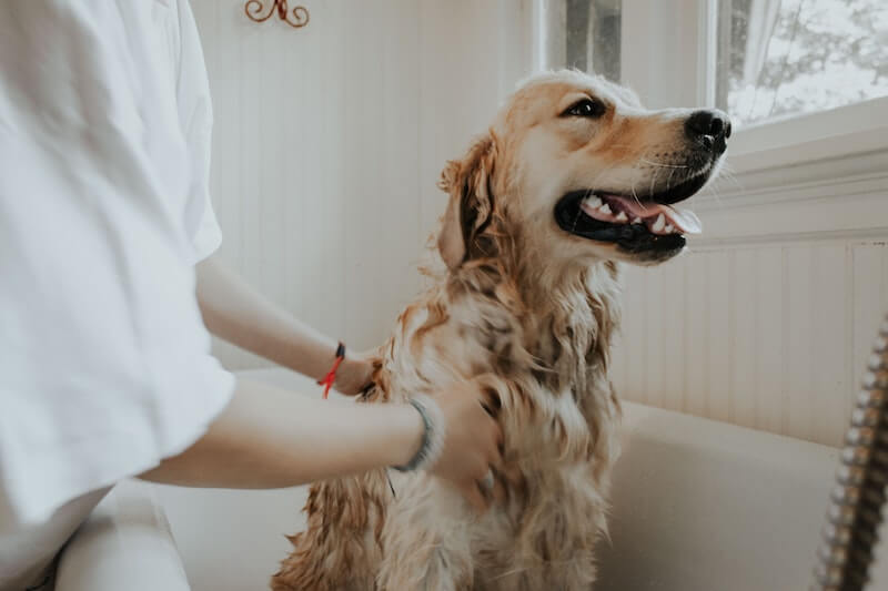Pelo de los Perros: Cuidados y Consejos