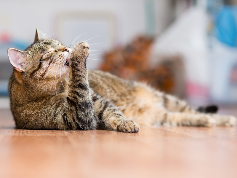 Pelo de Gatos : Cuidados y consejos