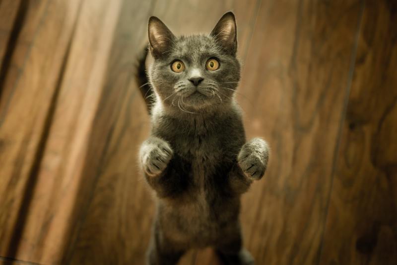 Castración de Gatos. Resolviendo todas tus dudas
