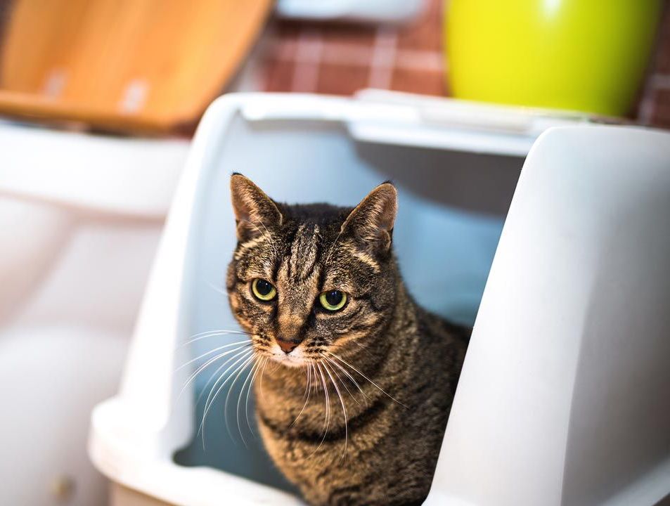 ¿Cómo elegir arenero para mi gato?