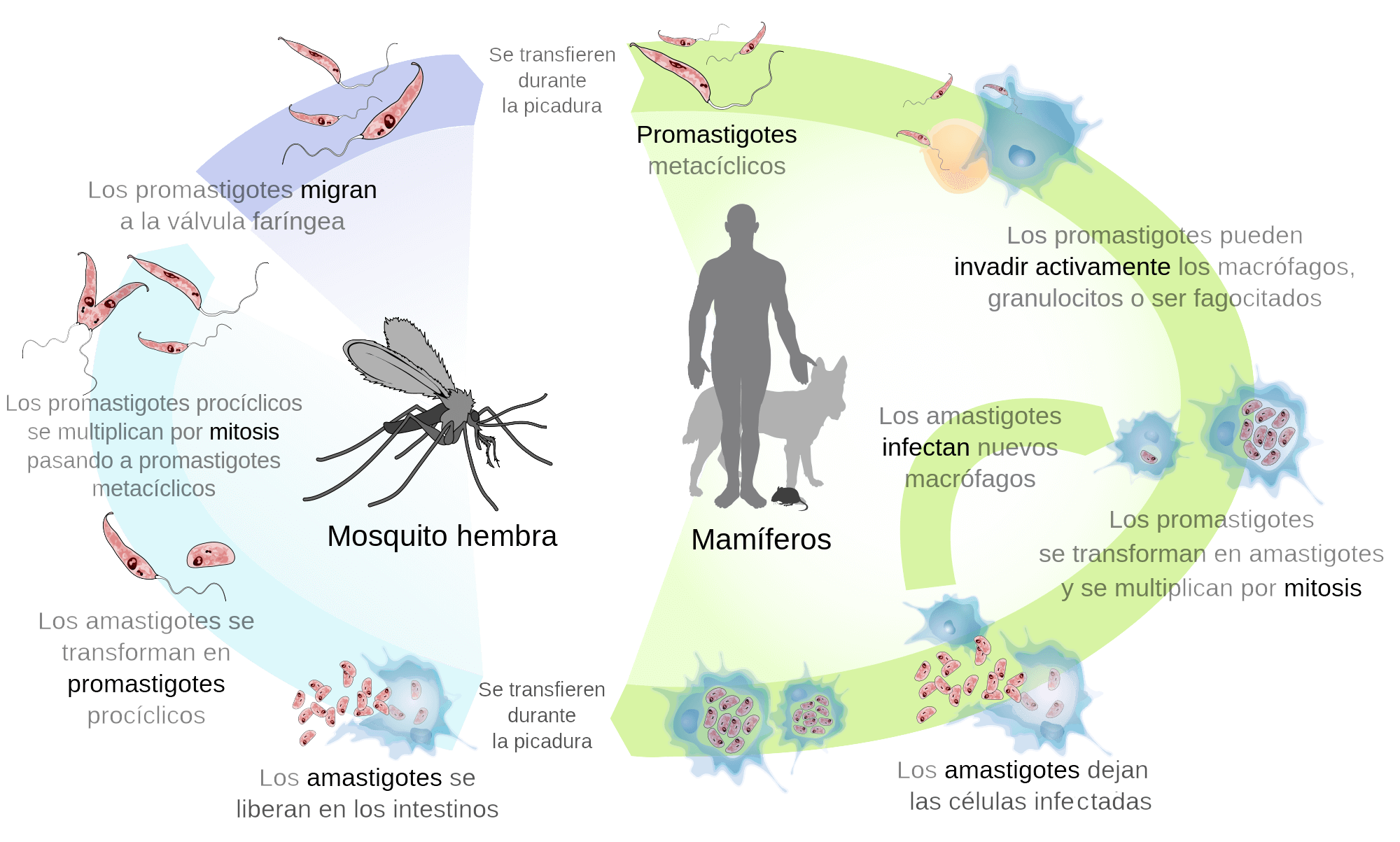 ciclo vida de la leishmaniosis