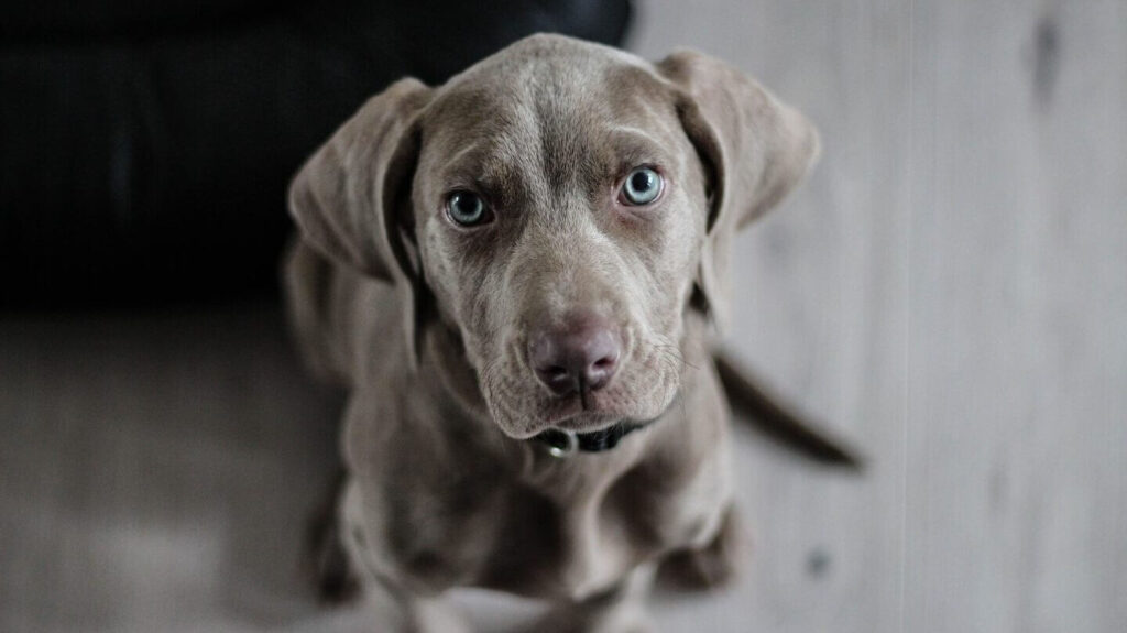 perro con leishmania