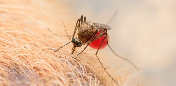 picadura mosquito leishmaniosis