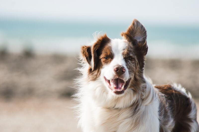Todo sobre la Leishmaniosis en Perros