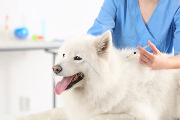 vacuna leishmania perros