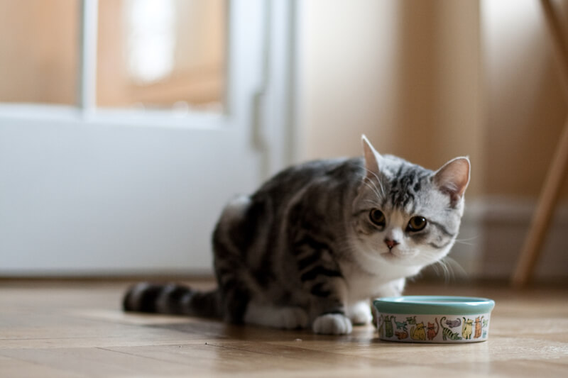 ¿Un gatito puede comer comida de gato adulto?