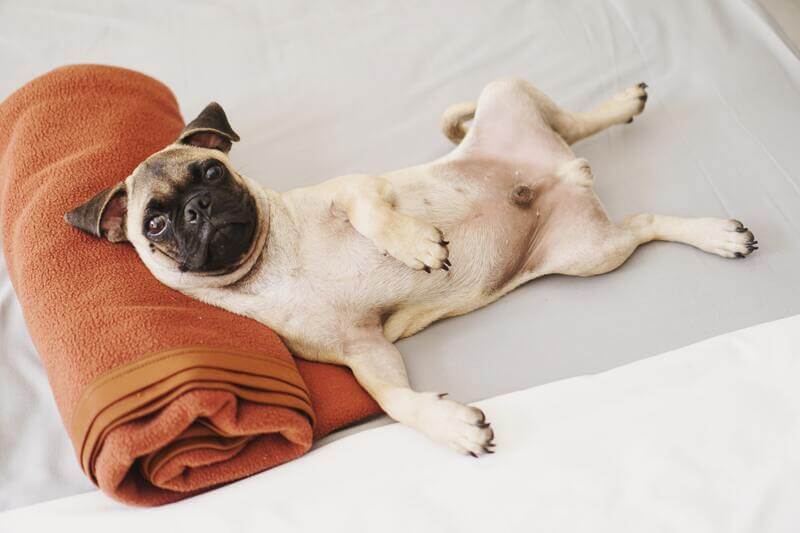 ¿Cómo prevenir un golpe de calor en perros?
