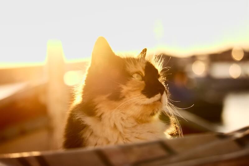 Golpe de calor en gatos: causas, síntomas y cómo evitarlo