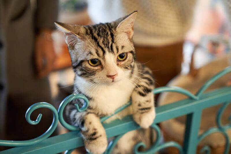 Me voy de vacaciones, ¿qué hago con mi gato?