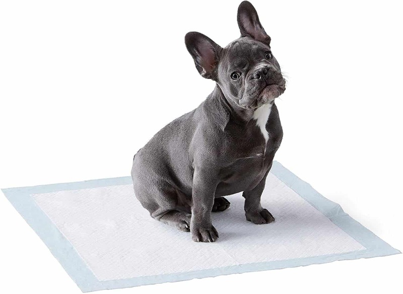 Los mejores empapadores para perros