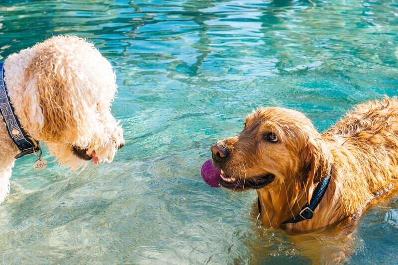 Miedo al agua en los Perros