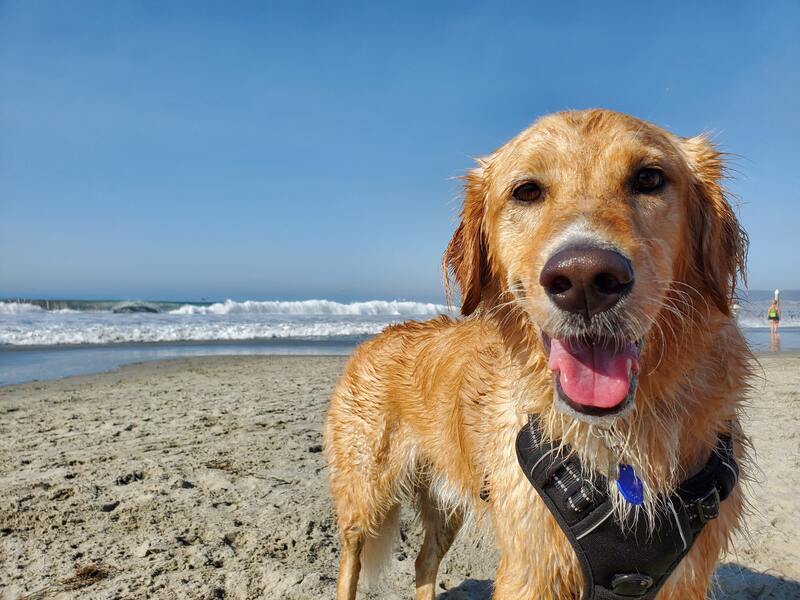 Playas para perros en Alicante