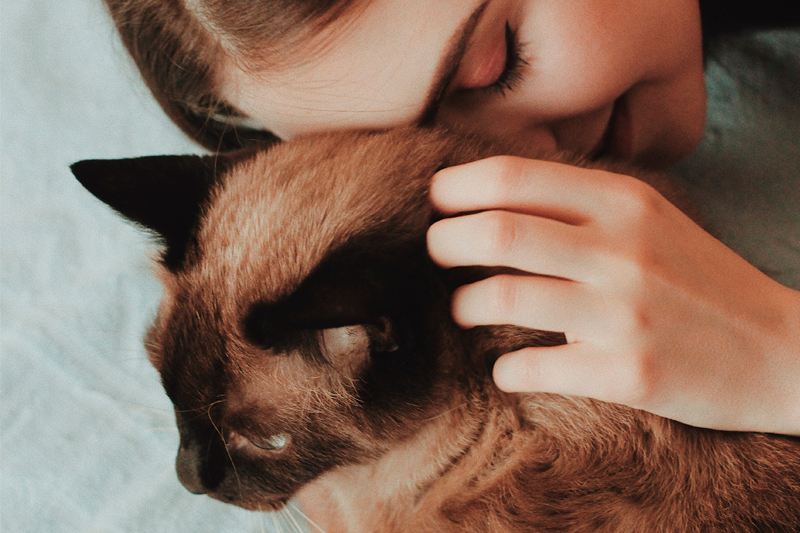 ¿Cómo hacer que mi gato me quiera?