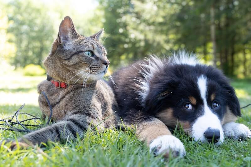Razas de perros que se llevan bien con gatos